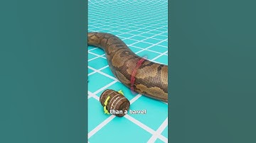 Thumbnail of the snake that could eat crocodile 🐊 😋