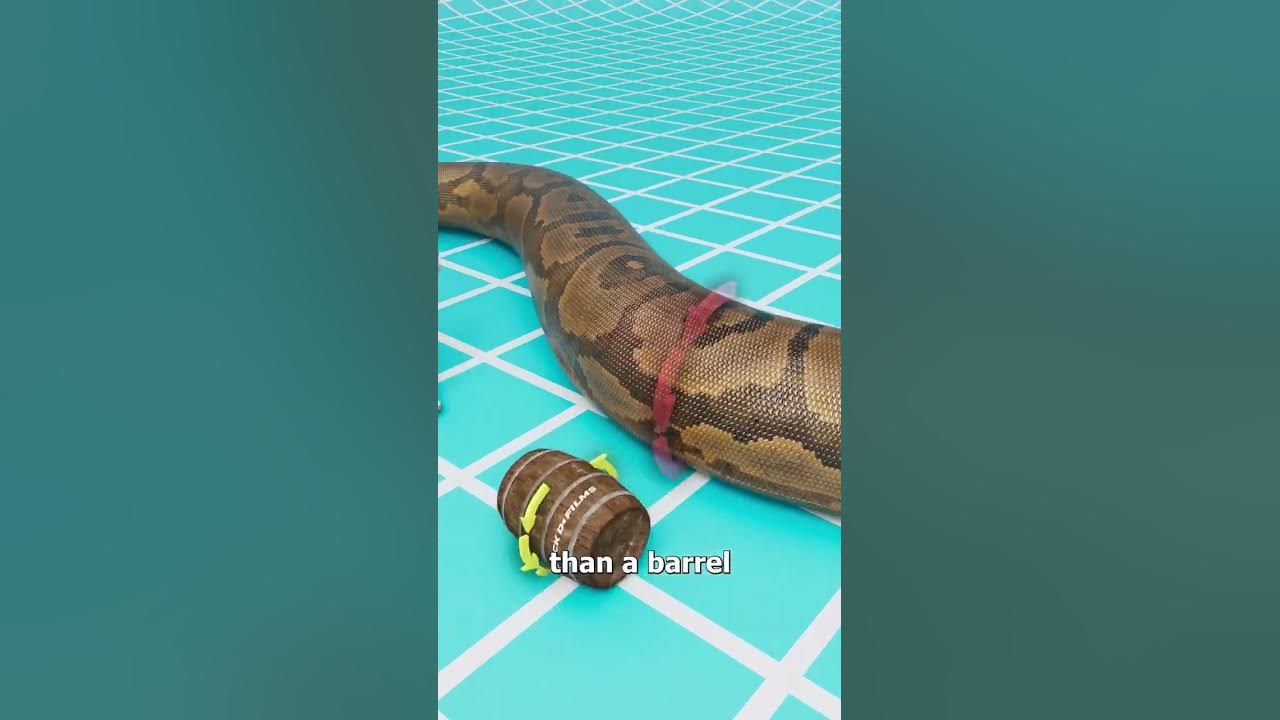 the snake that could eat crocodile π π the snake that could eat crocodile π π