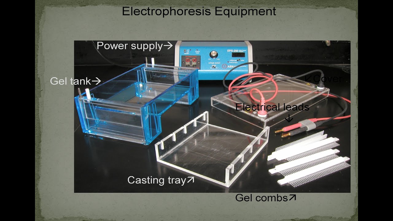 Gel electrophoresis YouTube