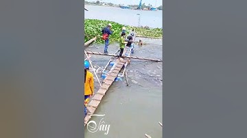 💥💫Người dân đổ xô ra Sông Vàm Nao xem 3 Cụ Rùa cùng hàng 100 Tấn Cá vào bờ trú ẩn#quocmientay1982