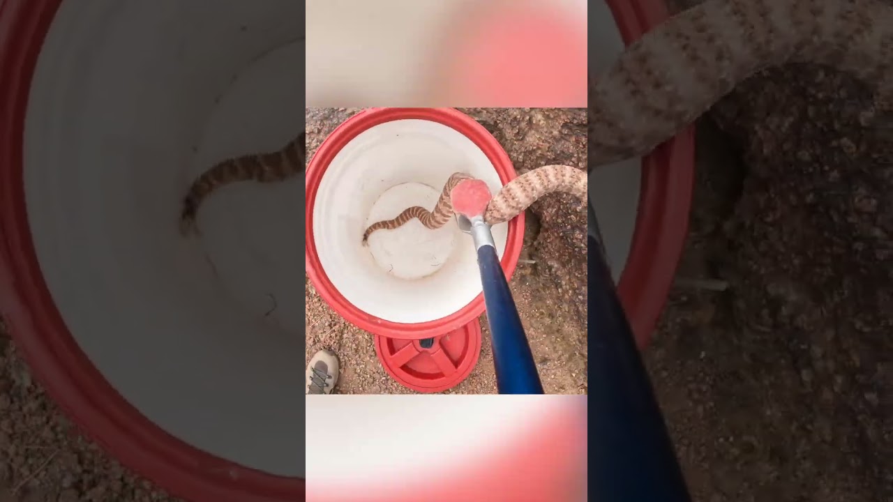 Look at the color on this Speckled Rattlesnake 😍