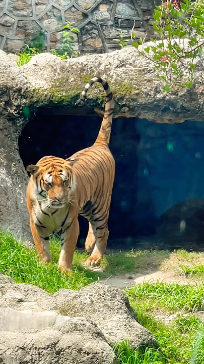 Tiger life in city area