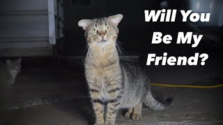 Homeless Street Cat Wants To Make Friends