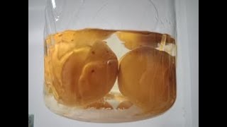 黄桃酒を仕込んでみた Tried to prepare yellow peach liquor