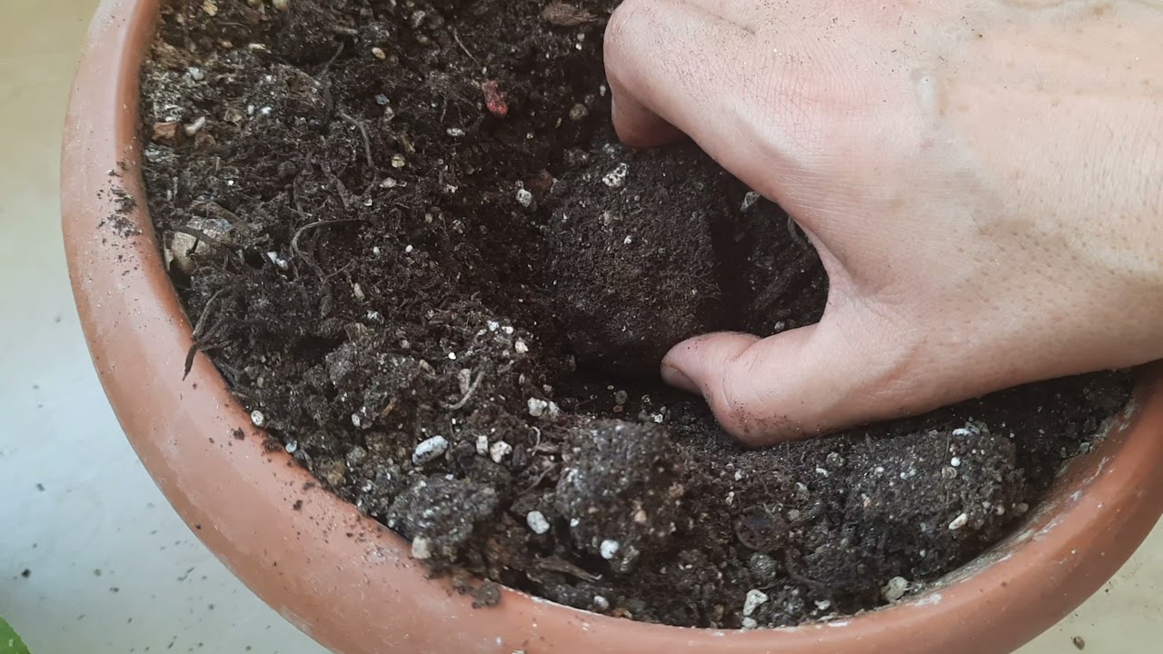 Sıklamen çiçeği yumrusu nasıl saklanır, SIKLAMEN ÇİÇEĞİ YUMRUSU TOPRAK TA DURABİLİR Mİ?