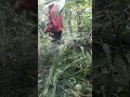 ngarek