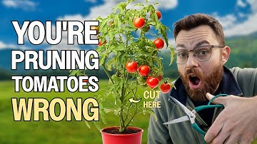 How To Prune Your Tomatoes Like A Pro For HUGE Harvests - Australian Veggie Gardening