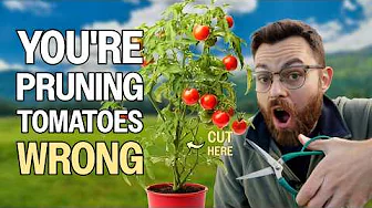 How To Prune Your Tomatoes Like A Pro For HUGE Harvests - Australian Veggie Gardening