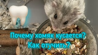 Почему хомяк кусается?