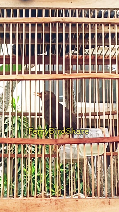 jalak Lawu gacor‼️#jalak #jalakgacor #kicaumania #masteranburung #masteran #shorts