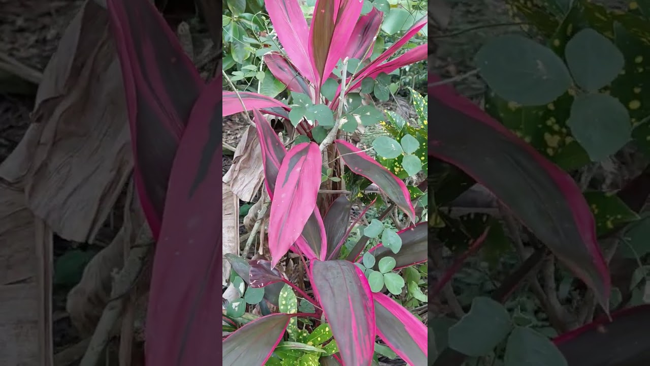 Healing ❤️🔥..menyusuri belantara Buleleng mencari KLEBUTAN