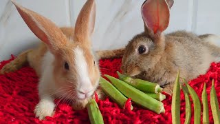 rabbit eats corn head | MUKBANG| VIDEOS PLAY