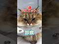 吐いたものの中から寄生虫が出てきた1歳のミヌエットが動物病院にやって来た！