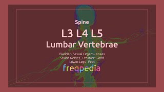 L3, L4 & L5 Vertebrae Frequency