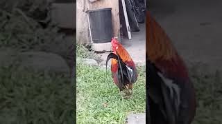 The Red jungle fowl crow!