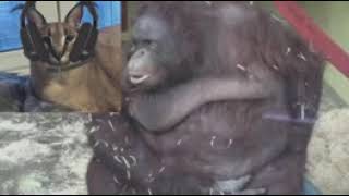 Big floppa Orang speedrun any% (glitchless) FAIL!!!