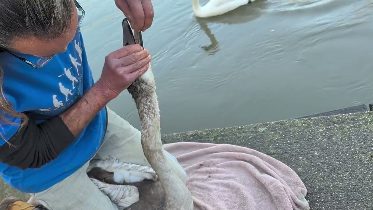 A cygnet with a goatie
