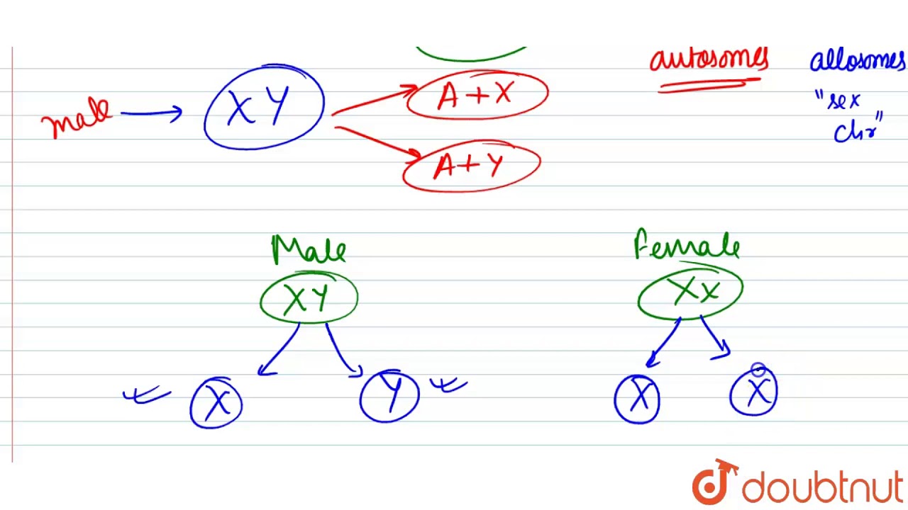 (a) How is sex determined in humans ?