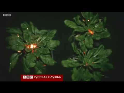 Видео: Кои са важните растения?