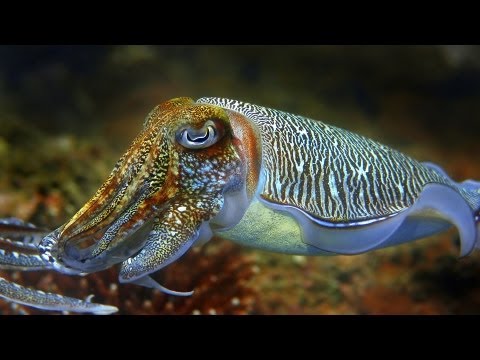 Cuttlefish DUBSTEP Dance Video!!!