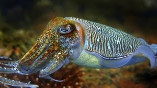 Cuttlefish DUBSTEP Dance Video!!!