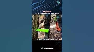 Khi cưa cây làm thế nào để điều chỉnh hướng cây đổ ? #shorts