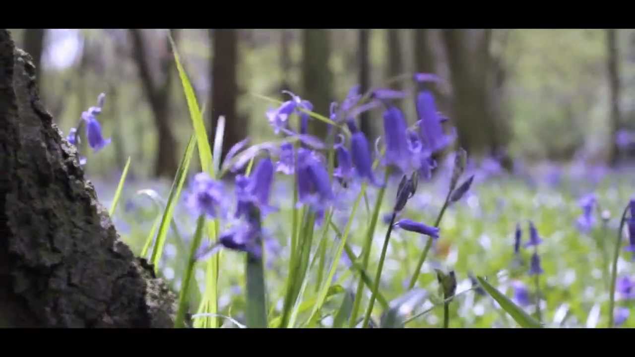 The Bluebells of Epping Forest with Sarah Rees - YouTube