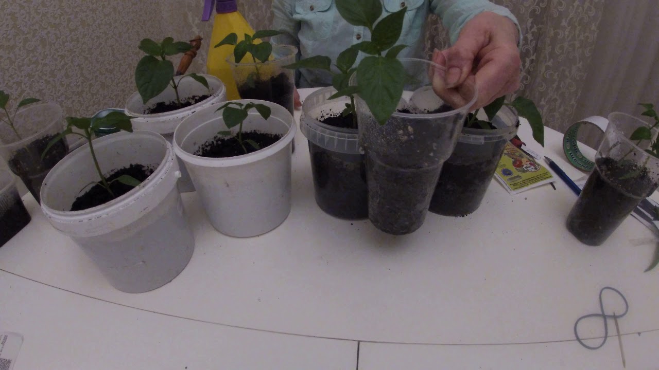 Повышаем урожай перцев!!!