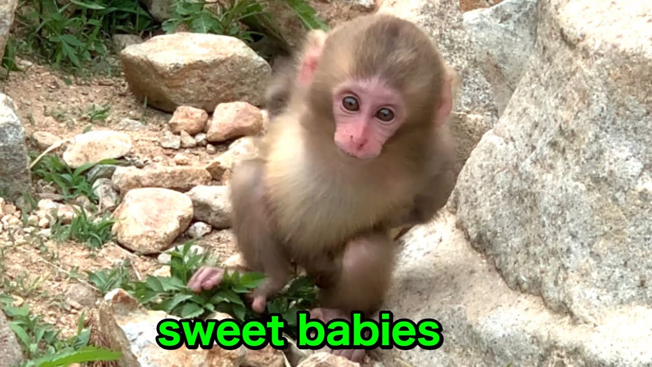 SNOW MONKEYS] 179 ( cute babies) jigokudani monkey park korakukan