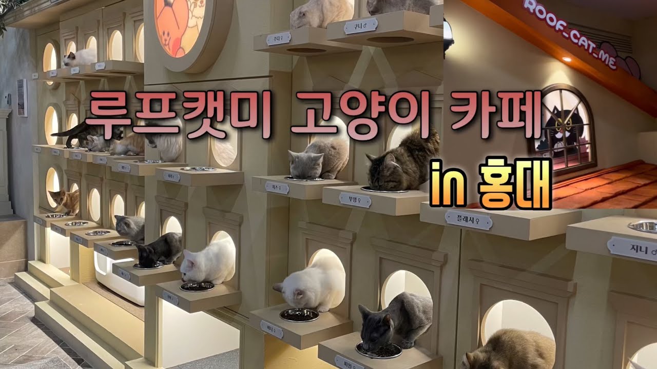 고양이카페in홍대 | 루프캣미 | 고양이를 사랑해 | I Love cat | roof cat me in hongdae
