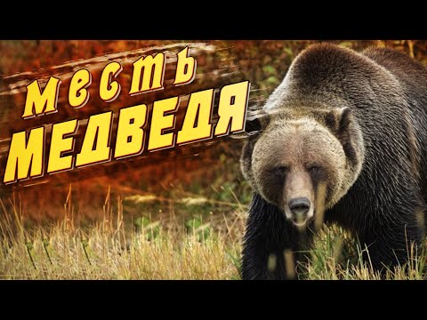 Видео: 🐻Месть медведя! В тайге не бывает случайностей, есть только закономерность!