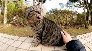 【親方猫】尻尾の付け根をモフると激しいペロペロで反応する猫