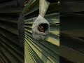 The Most Beautiful Nest Of Weaver Bird Bird Construction 30009#birds #wildlife #viralshort