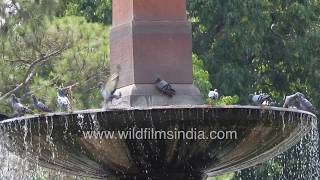 Cool summer fountain at Sansad Bhavan, India's Parliament during Corona Lockdown