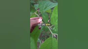 Cây An Xoa – Khắc Tinh Của Các Loại Bệnh Về Gan, Giải Pháp Từ Thiên Nhiên! #Câythuốc #Namdược #Thaod