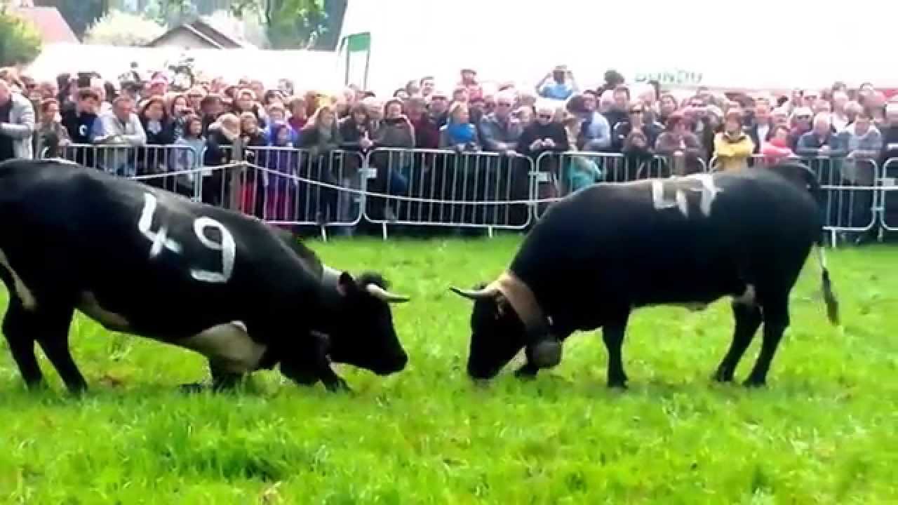 Combat vaches Reines Hérens Brenthonne avril 2015