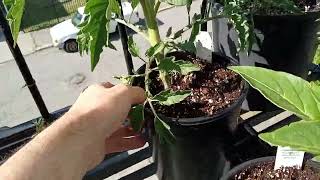 MIRACLE GROW ,PROMIX AND DOWN TO EARTH ORGANICS . TOMATOES AND PEPPERS EP.4
