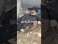 معلومه على السريع كيف ترقد البطه على البيض بشكل صحيح بط فراخ