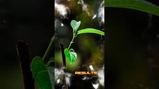 creative capcut edit photography Hardy Kiwi plant #capcut #edit #creative #subscribe #shortsfeed