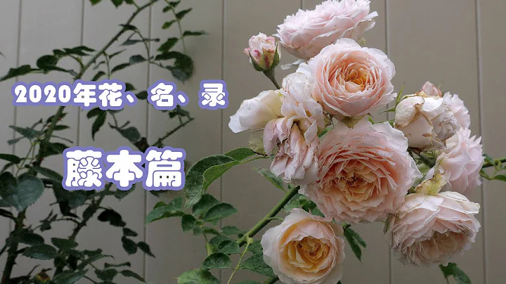 2020年玫瑰花、名、录 （中集）~25种藤本玫瑰开花实录 （ 25 Types of Climbing Rose Blooming Record in 2020 with name) - 天天要闻