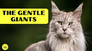 The Maine Coon Saga: Unveiling the Gentle Giants