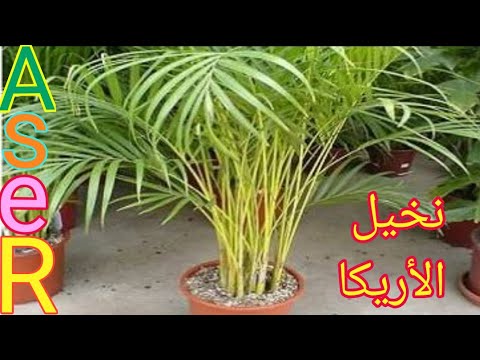 كيف يتم زراعه نخيل الاريكا وطرق العنايه بها Dypsis lutescens plant