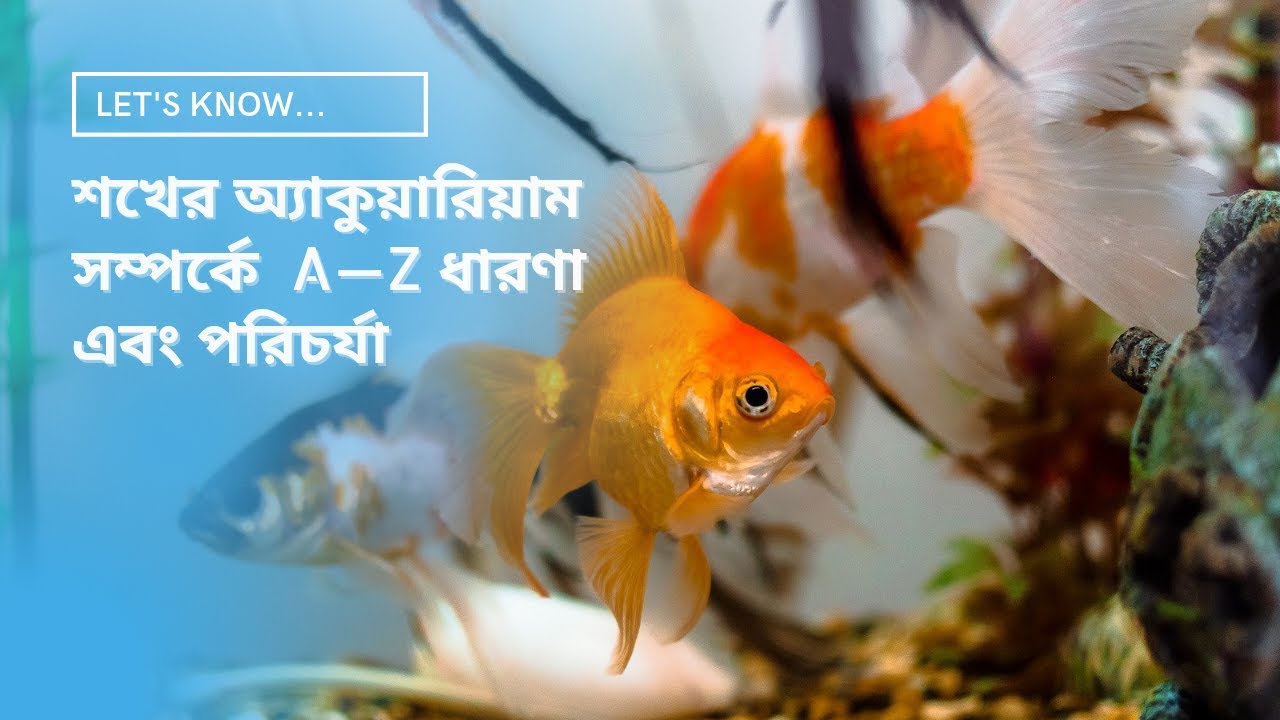 Aquarium Price In Bangladesh 2021 Fish Aquarium Price In Bangladesh