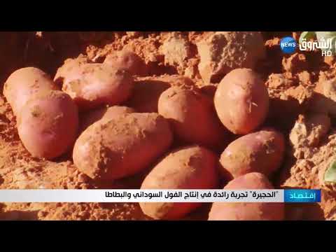 الحجيرة تجربة رائعة في إنتاج الفول السوداني والبطاطا