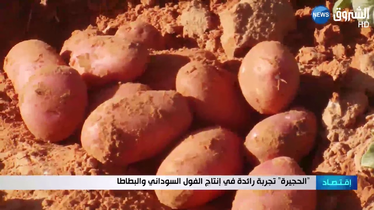 الحجيرة تجربة رائعة في إنتاج الفول السوداني والبطاطا