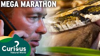 Python Hunters Unite to Protect Florida's Ecosystem | Curious?: Natural World Profile