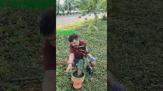 Donate home grown trees.