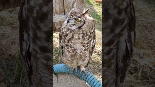 Sowa Puchacz
