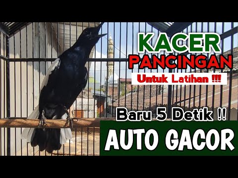 PANCINGAN KACER SUARA BETINA MEMANGGIL JANTAN #kacer #kacergacor #kicaumania