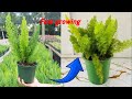 ,,Grow Asparagus 10X Faster with THIS New Method!”